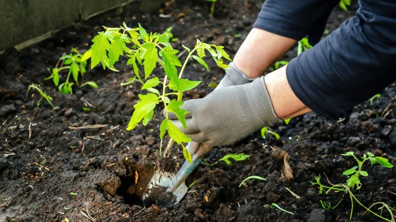 Tomates Moneymaker :conseils de plantation, de culture et d entretien pour une récolte abondante 