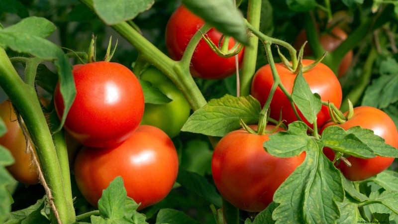 Tomates Moneymaker :conseils de plantation, de culture et d entretien pour une récolte abondante 