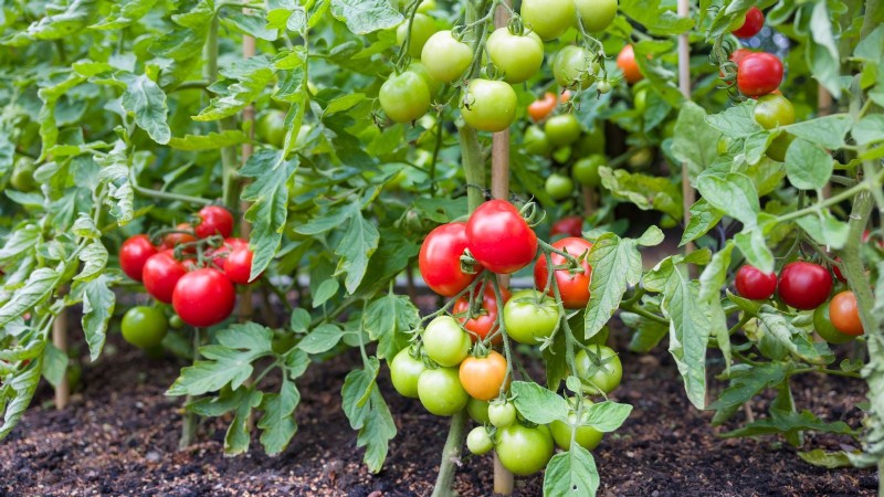 Tomates Moneymaker :conseils de plantation, de culture et d entretien pour une récolte abondante 
