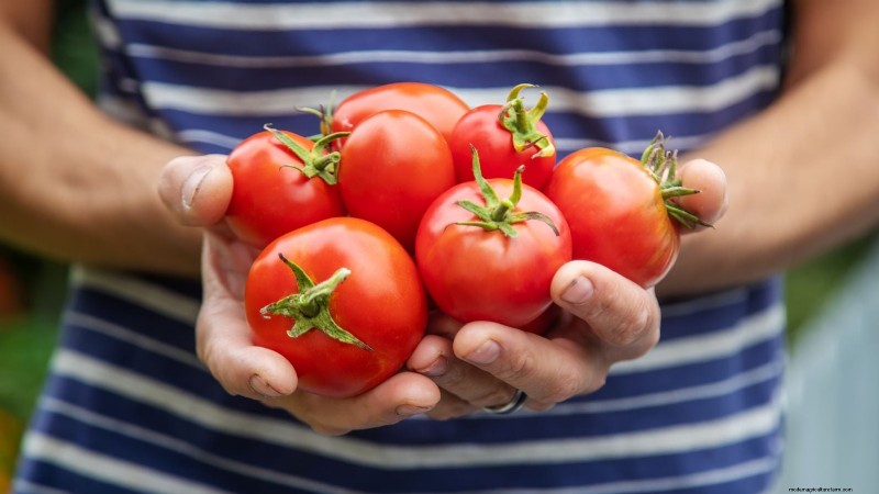 Tomates Moneymaker :conseils de plantation, de culture et d entretien pour une récolte abondante 