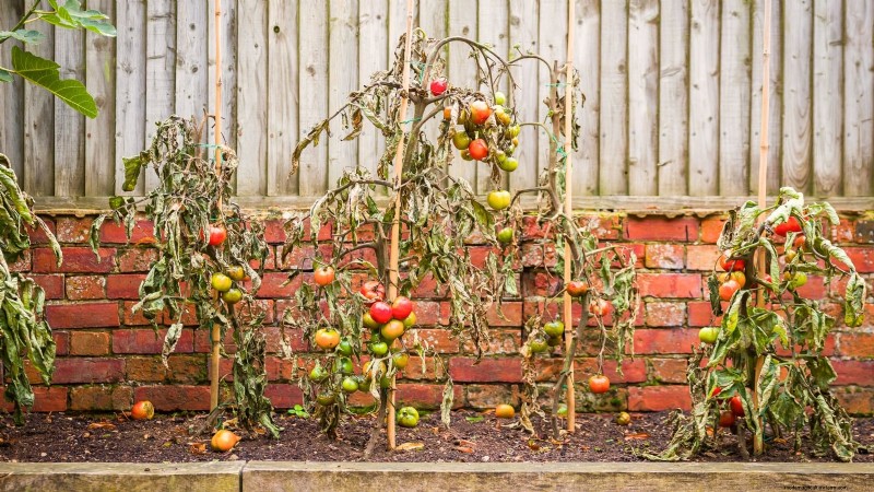 Tomates Moneymaker :conseils de plantation, de culture et d entretien pour une récolte abondante 