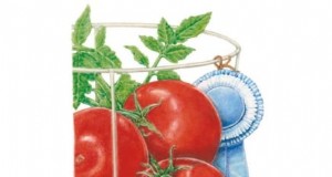 È imperdibile piantare varietà di pomodori di giugno per ottenere il massimo del sapore 