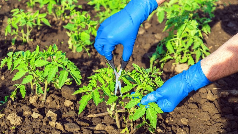 Undvik dessa 5 vanliga tomatbeskärningsmisstag för en riklig skörd 