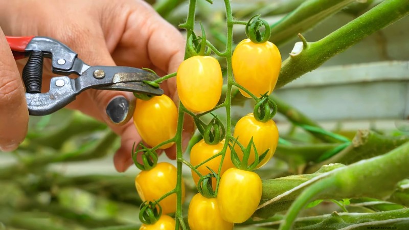 Undvik dessa 5 vanliga tomatbeskärningsmisstag för en riklig skörd 