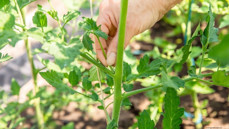 Undvik dessa 5 vanliga tomatbeskärningsmisstag för en riklig skörd 