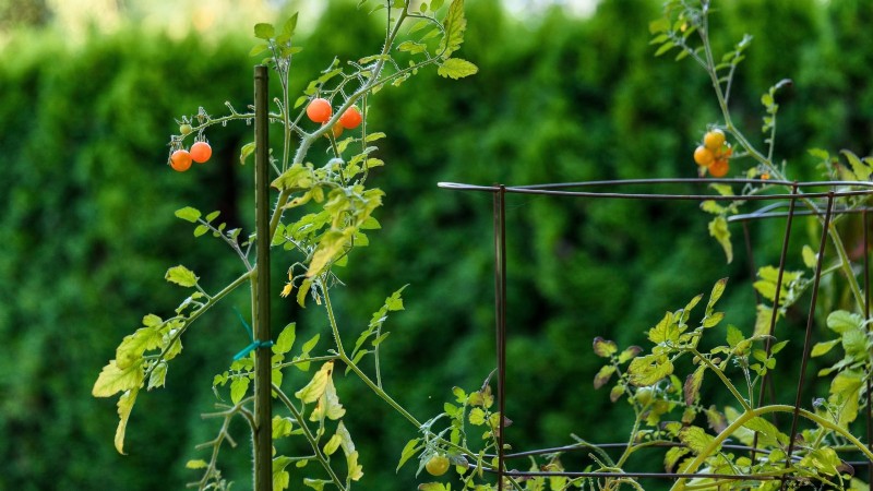 Undvik dessa 5 vanliga tomatbeskärningsmisstag för en riklig skörd 