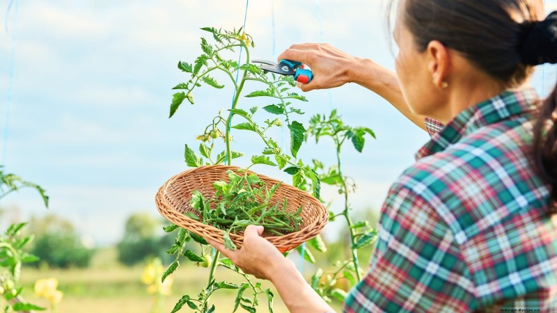 Undvik dessa 5 vanliga tomatbeskärningsmisstag för en riklig skörd 