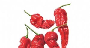 Plantera världens hetaste paprika:9 Scoville-rekordsorter att odla den här säsongen 