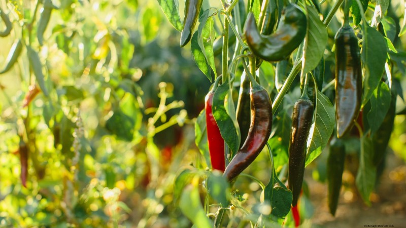 Plantera världens hetaste paprika:9 Scoville-rekordsorter att odla den här säsongen