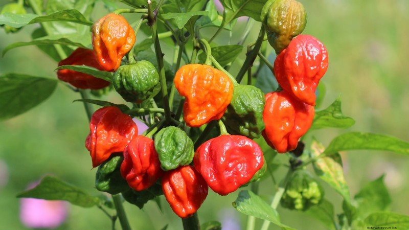 Plantera världens hetaste paprika:9 Scoville-rekordsorter att odla den här säsongen