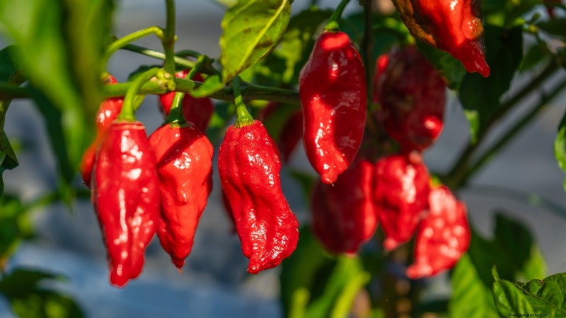 Plantera världens hetaste paprika:9 Scoville-rekordsorter att odla den här säsongen