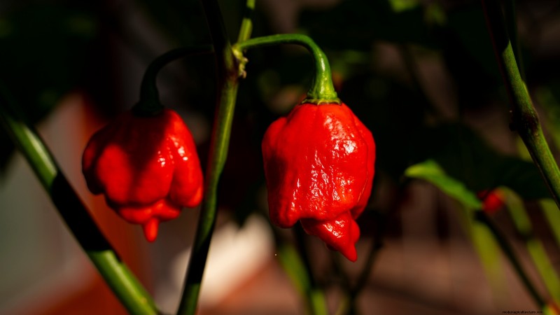 Plantera världens hetaste paprika:9 Scoville-rekordsorter att odla den här säsongen