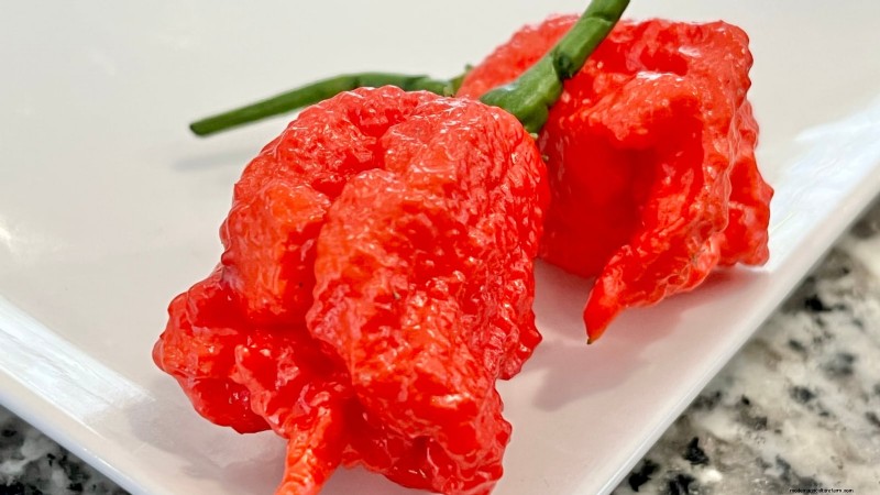 Plantera världens hetaste paprika:9 Scoville-rekordsorter att odla den här säsongen