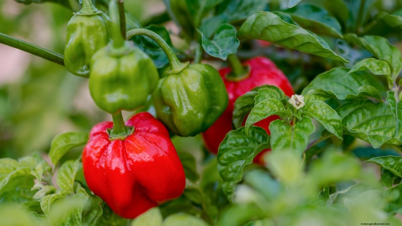 Plantera världens hetaste paprika:9 Scoville-rekordsorter att odla den här säsongen