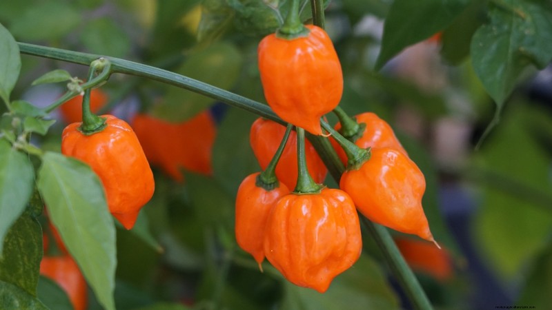 Plantera världens hetaste paprika:9 Scoville-rekordsorter att odla den här säsongen