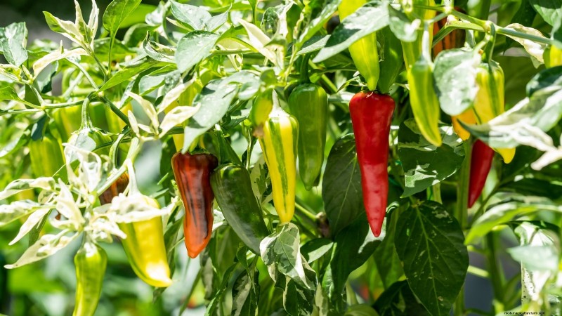 Plantera världens hetaste paprika:9 Scoville-rekordsorter att odla den här säsongen