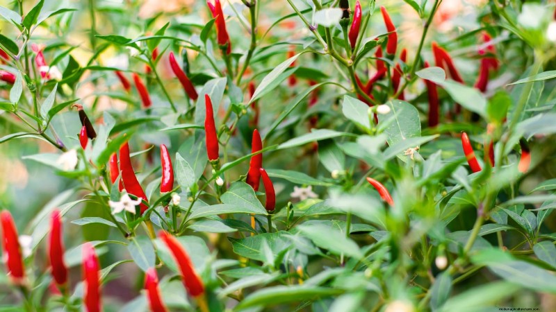 Plantera världens hetaste paprika:9 Scoville-rekordsorter att odla den här säsongen
