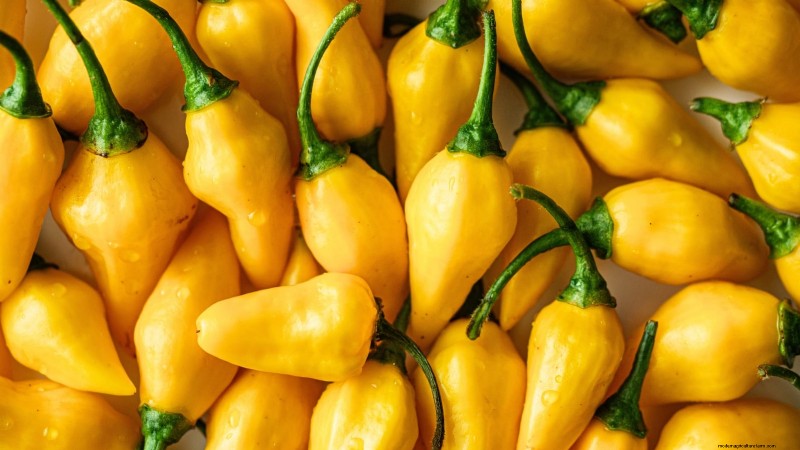 Plantera världens hetaste paprika:9 Scoville-rekordsorter att odla den här säsongen