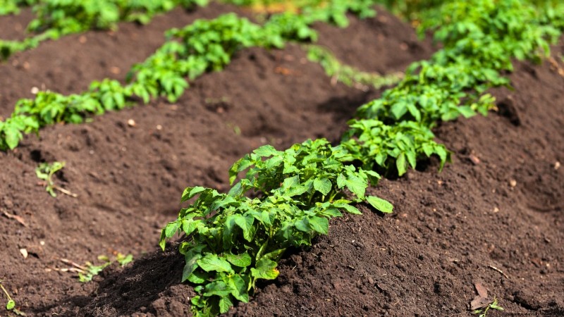 Fem nyckelindikatorer som signalerar att det är dags att backa din potatis 