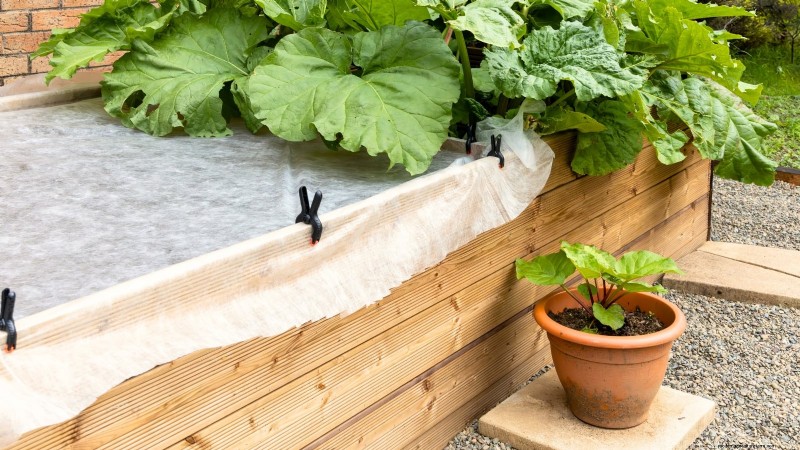 9 Tips Ahli untuk Menumbuhkan Rhubarb dalam Pot dan Wadah 