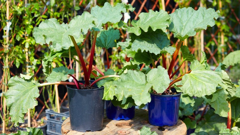 9 Tips Ahli untuk Menumbuhkan Rhubarb dalam Pot dan Wadah 