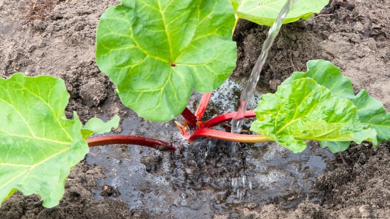 9 Tips Ahli untuk Menumbuhkan Rhubarb dalam Pot dan Wadah 