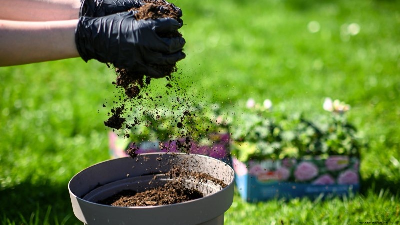 9 Tips Ahli untuk Menumbuhkan Rhubarb dalam Pot dan Wadah 