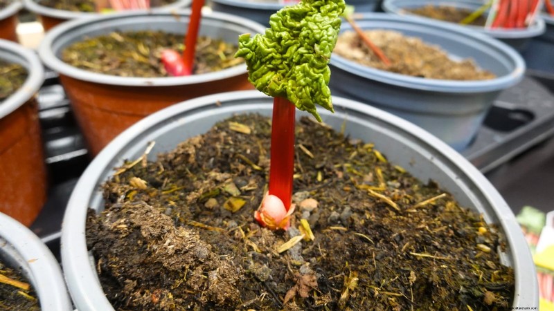 9 Tips Ahli untuk Menumbuhkan Rhubarb dalam Pot dan Wadah 