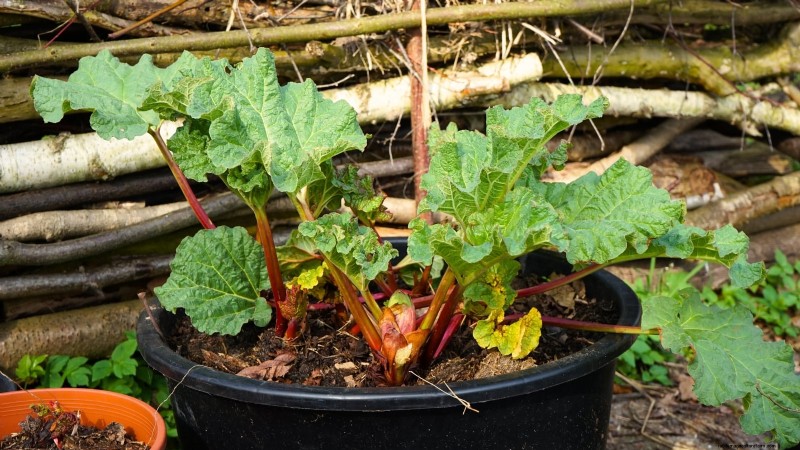 9 Tips Ahli untuk Menumbuhkan Rhubarb dalam Pot dan Wadah 
