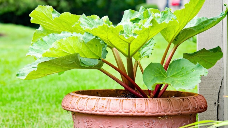 9 Tips Ahli untuk Menumbuhkan Rhubarb dalam Pot dan Wadah 
