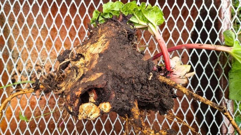 9 Tips Ahli untuk Menumbuhkan Rhubarb dalam Pot dan Wadah 