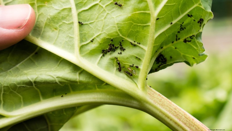 9 Tips Ahli untuk Menumbuhkan Rhubarb dalam Pot dan Wadah 