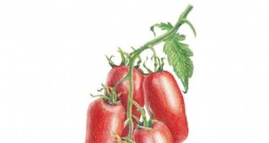 Comment sauver des tomates plantées trop tôt :conseils d experts pour une récolte réussie 