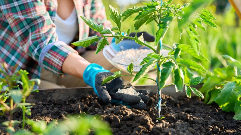 Tomaten redden die te vroeg zijn geplant:tips van experts voor een succesvolle oogst 