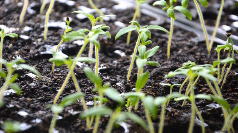 Tomaten redden die te vroeg zijn geplant:tips van experts voor een succesvolle oogst 