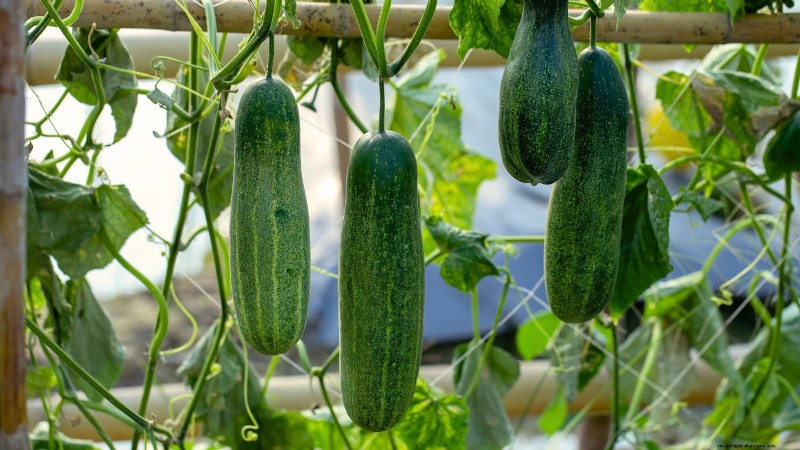 Must-know 11 groenten die gedijen in hangende manden 