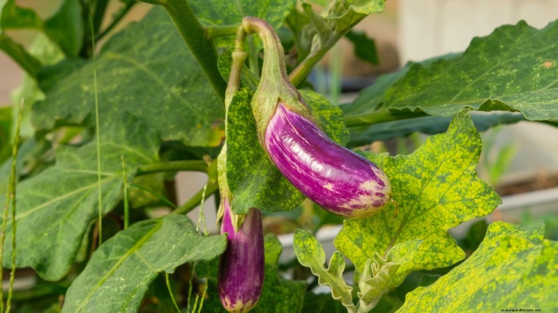 Must-know 11 groenten die gedijen in hangende manden 