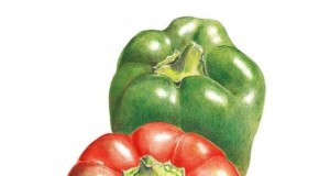 Container‑Friendly Vegetable Pairings: 9 Proven Combinations for Maximized Yield