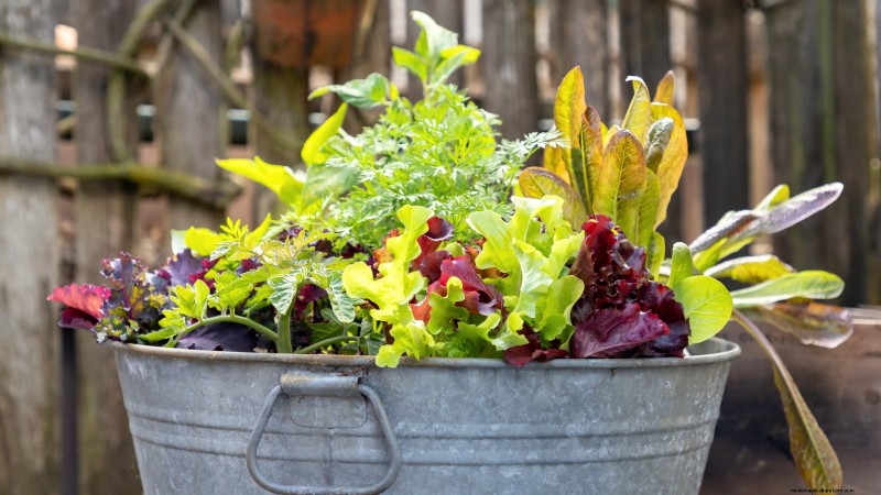 Containervriendelijke groentecombinaties:9 bewezen combinaties voor maximale opbrengst 