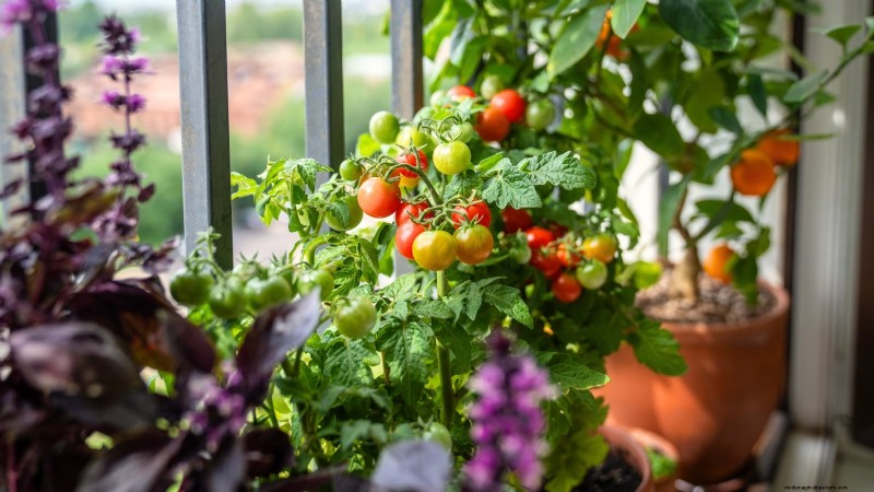 Containervriendelijke groentecombinaties:9 bewezen combinaties voor maximale opbrengst 
