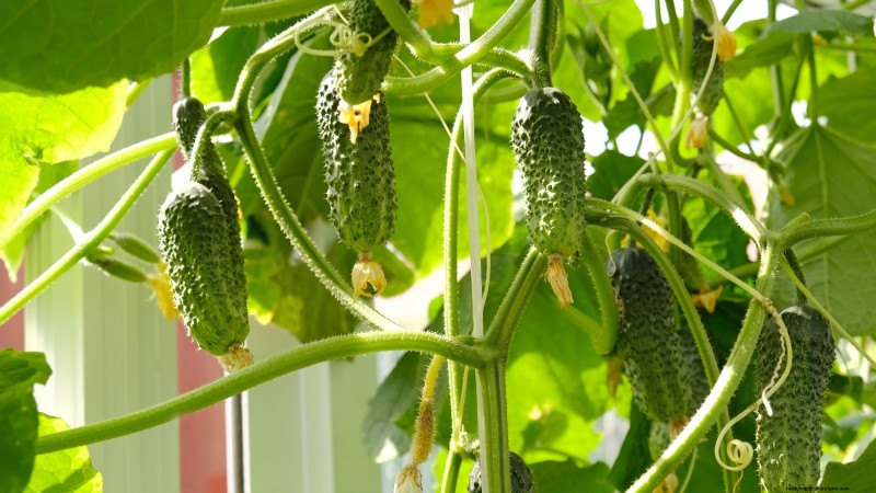 Containervriendelijke groentecombinaties:9 bewezen combinaties voor maximale opbrengst 