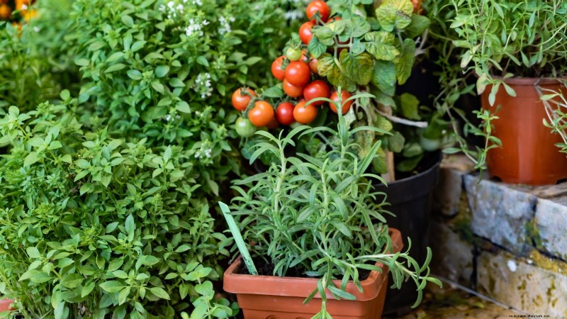 Containervriendelijke groentecombinaties:9 bewezen combinaties voor maximale opbrengst 