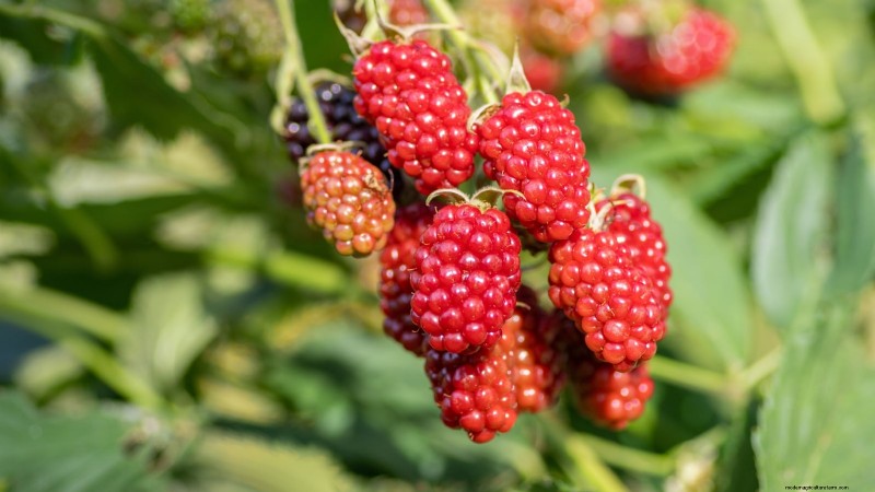Tayberry-plantgids:tips voor teelt, verzorging en oogsten 