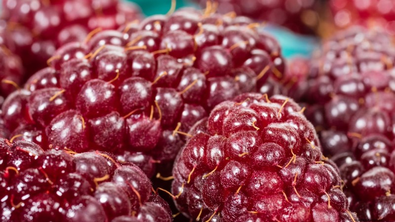 Tayberry-plantgids:tips voor teelt, verzorging en oogsten 