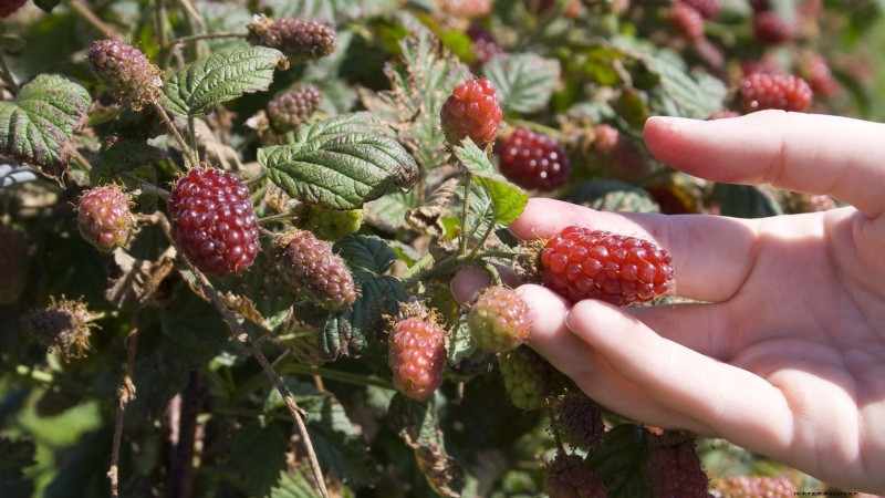 Tayberry-plantgids:tips voor teelt, verzorging en oogsten 
