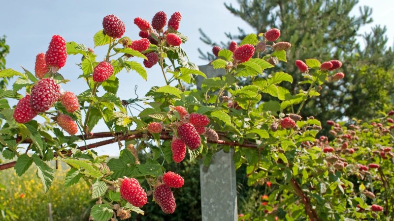 Tayberry-plantgids:tips voor teelt, verzorging en oogsten 