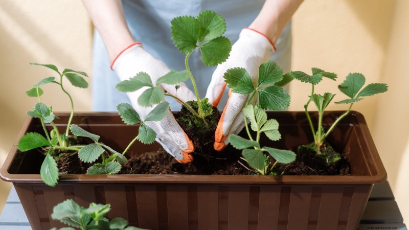Tayberry-plantgids:tips voor teelt, verzorging en oogsten 