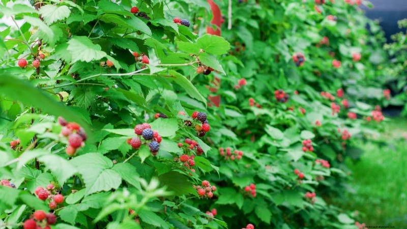 Tayberry-plantgids:tips voor teelt, verzorging en oogsten 