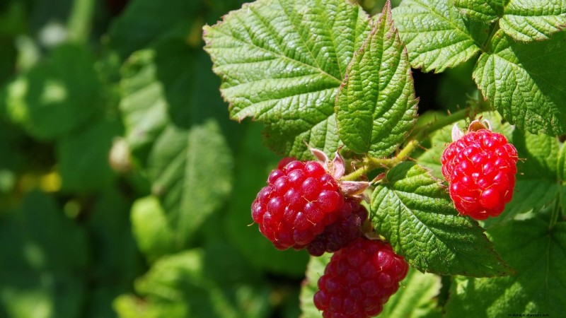 Tayberry-plantgids:tips voor teelt, verzorging en oogsten 
