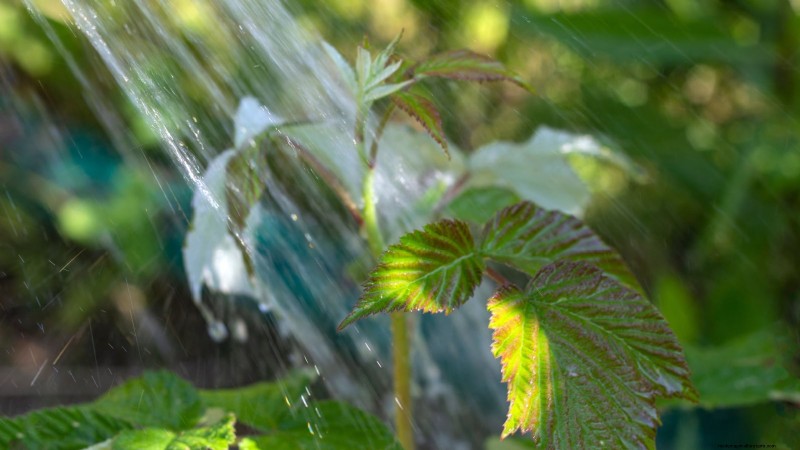 Tayberry-plantgids:tips voor teelt, verzorging en oogsten 
